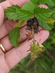 Malvastrum corchorifolium