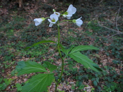 Cardamine waldsteinii