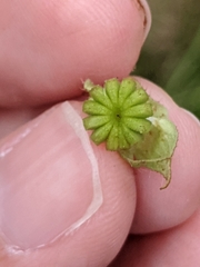 Malvastrum corchorifolium