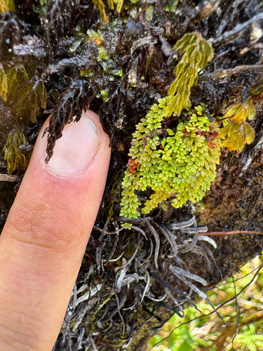 Adenophorus hymenophylloides observed 2026-10-19