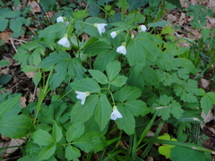 Cardamine waldsteinii