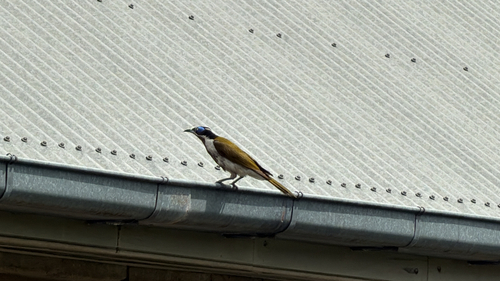 Blue-faced Honeyeater