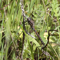 Rhionaeschna californica