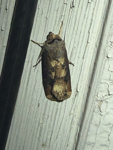 Agrotis ipsilon observed 2026-10-29