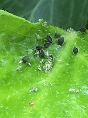 Aphis hederae
