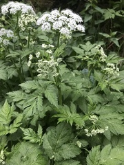 Chaerophyllum hirsutum