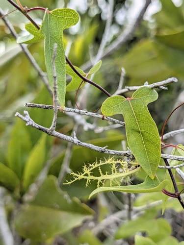 Passiflora foetida observed 2026-10-29