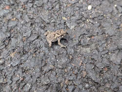 Rhinella marina observed 2026-10-29
