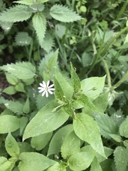 Stellaria nemorum