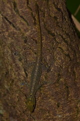 Cnemaspis littoralis