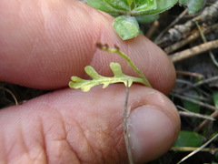 Botrychium minganense