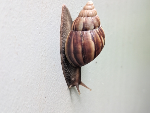 Lissachatina fulica observed 2026-10-29