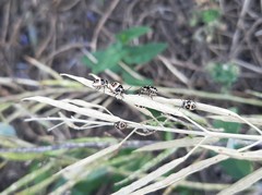 Eurydema gebleri