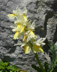 Orchis pauciflora