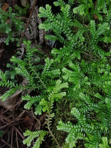 Selaginella observed 2026-10-30