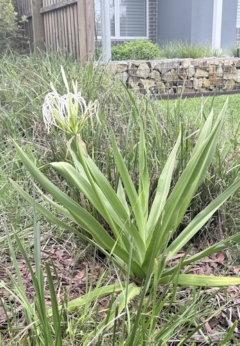 Crinum asiaticum observed 2026-10-26