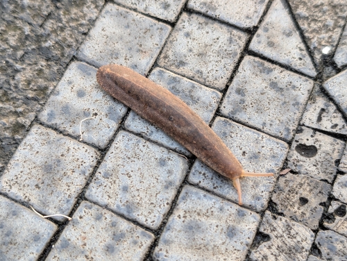 Veronicella cubensis observed 2026-10-29