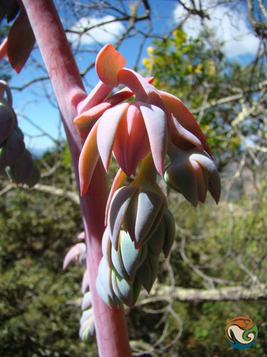 Echeveria gigantea