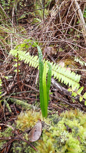 Lepisorus thunbergianus observed 2026-10-29