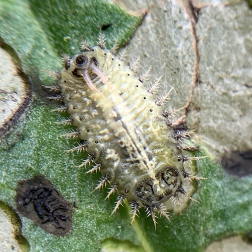 Thistle Tortoise Beetle photo 4