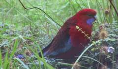 Platycercus elegans elegans