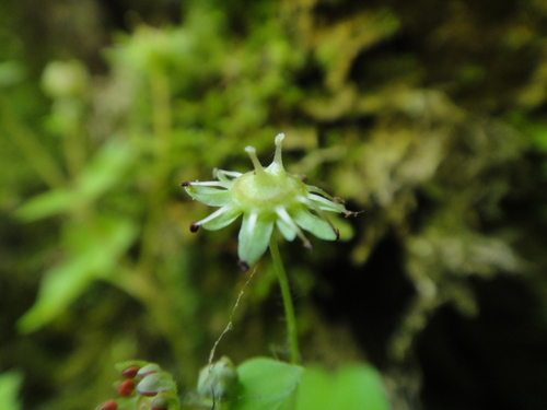 Image of Saxifraga paradoxa by (c) Christian Berg, some rights reserved (CC BY)