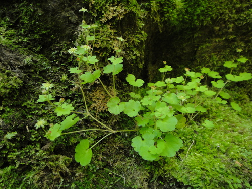 Image of Saxifraga paradoxa by (c) Christian Berg, some rights reserved (CC BY)