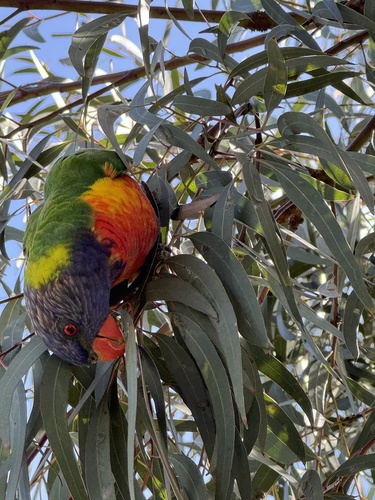 Trichoglossus haematodus observed 2026-10-30