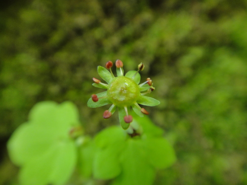 Image of Saxifraga paradoxa by (c) Christian Berg, some rights reserved (CC BY)