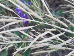 Eurydema gebleri