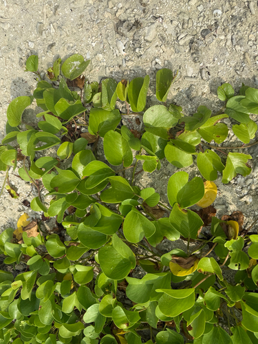 Ipomoea pes-caprae observed 2026-10-30