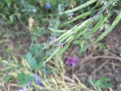 Eurydema gebleri