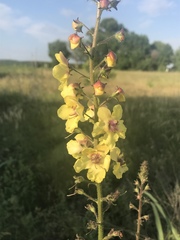 Verbascum