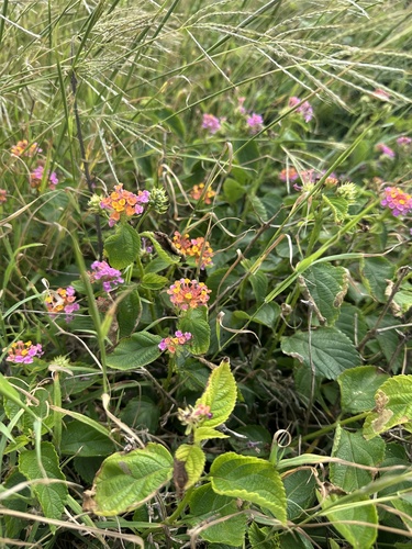 Lantana camara observed 2026-10-29