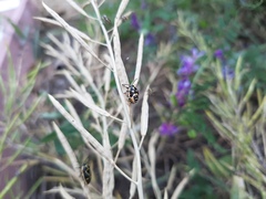 Eurydema gebleri