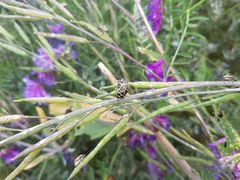 Eurydema gebleri