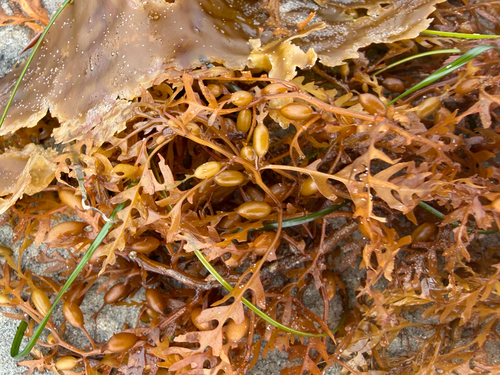 Sargassum observed 2026-10-29