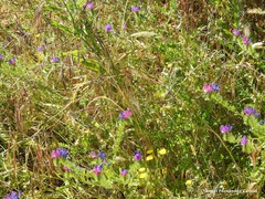 Echium plantagineum