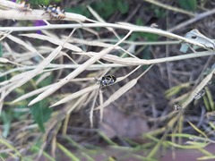 Eurydema gebleri