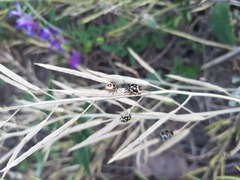 Eurydema gebleri