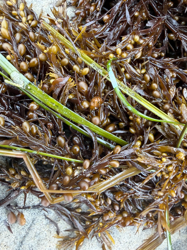 Sargassum observed 2026-10-29