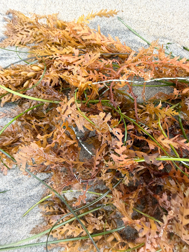 Sargassum observed 2026-10-29