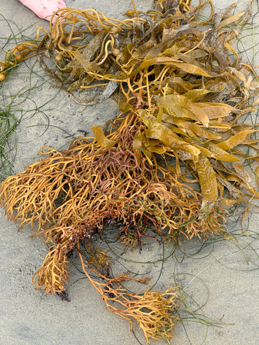 Macrocystis pyrifera observed 2026-10-29