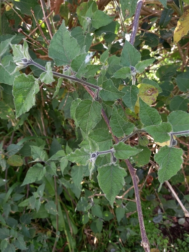 Physalis peruviana observed 2026-10-30