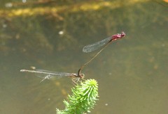 Enallagma dubium