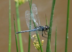 Celithemis verna