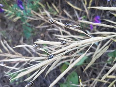 Eurydema gebleri