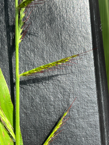 Oplismenus hirtellus observed 2026-10-29