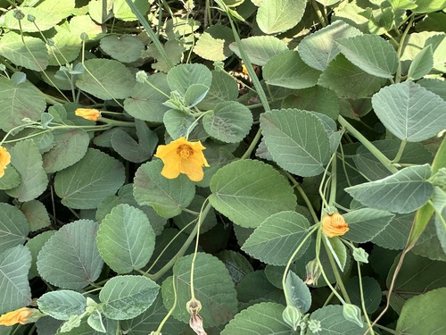 Sida fallax observed 2026-10-29