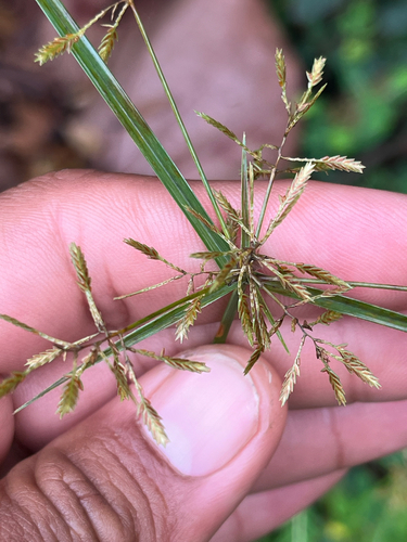 Cyperus polystachyos observed 2026-10-29